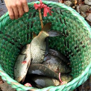 Catch fish basket in trap fish - Comfortable catch fish in summer