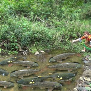 Find Fish Meet Many Fish, Catch Fish   Skills Survival In Forest