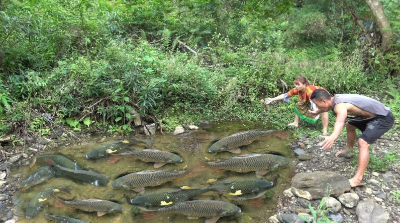 Find Fish Meet Many Fish, Catch Fish   Skills Survival In Forest